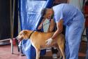 Foto de cachorros atendidos pelo CastraPet Paraná