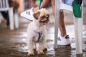 Foto de cachorros atendidos pelo CastraPet Paraná
