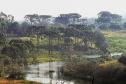 Foto de Araucárias