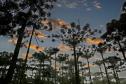 Foto de Araucárias