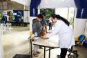 Foto de atendimentos veterinários