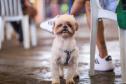 Foto de animais atendidos pelo Vet-móvel