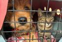 Foto de animais atendidos pelo CastraPet