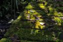 Foto de trilha do Parque Estadual Rio da Onça