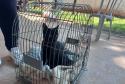 Foto de animais atendidos pelo CastraPet