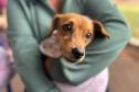 Foto de animais atendidos pelo Vet-móvel