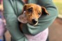 Foto de animais atendidos pelo CastraPet