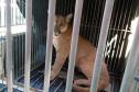 Instituto Água e Terra orienta sobre o resgate de animais silvestres