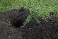 plantio de araucárias