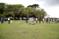 plantio de araucárias
