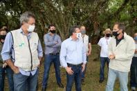 plantio de araucárias