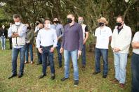plantio de araucárias