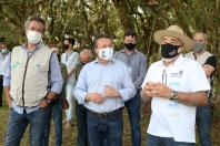 plantio de araucárias