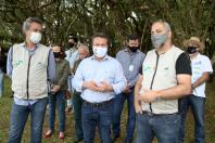 plantio de araucárias
