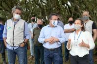 plantio de araucárias