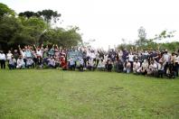 plantio de araucárias