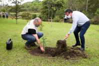 plantio de araucárias