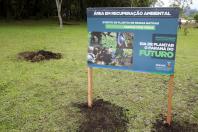 plantio de araucárias
