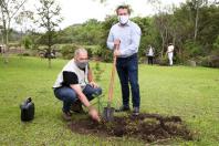 plantio de araucárias
