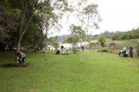 plantio de araucárias