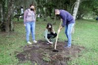 plantio de araucárias