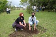 plantio de araucárias