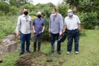 plantio de araucárias