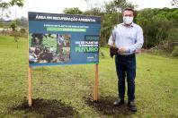plantio de araucárias