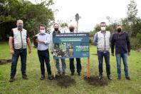 plantio de araucárias