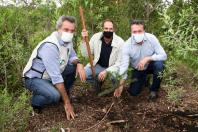 plantio de araucárias