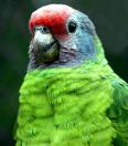 papagaio cara roxa
