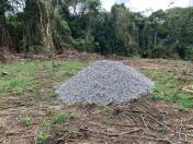 Corte irregular de vegetação Nativa no Litoral