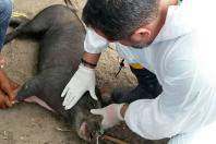 Pesquisa pretende prever possíveis pandemias provocadas pela relação do homem com os animais . Foto: Adapa