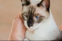 O CastraPet, Programa Permanente de Esterilização de Cães e Gatos, estará em Piraquara, entre os dias 25 e 29 de maio, para castrar mais de 700 animais domésticos no município. Foto:SEDEST
