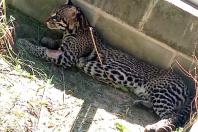 Após quatro meses de tratamento, uma jaguatirica foi reinserida na natureza, na região dos Campos Gerais. O animal foi atropelado em rodovia na região na BR-277. - Curitiba, 03/07/2021 - Foto: SEDEST/IAT