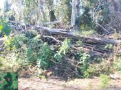 Fiscais do Instituto Água e Terra (IAT) identificaram mais de 100 hectares (ha) de desmatamento na região Centro-Sul do Estado, na última semana. O IAT é um órgão vinculado à Secretaria do Desenvolvimento Sustentável e do Turismo (Sedest). - Curitiba, 05/07/2021 - Foto: SEDEST/IAT