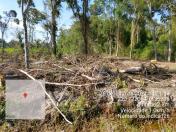 Força-tarefa no litoral identifica mais de 100 hectares de desmatamento ilegal - curitiba, 03/08/2021 - Foto: IAT