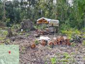 Força-tarefa no litoral identifica mais de 100 hectares de desmatamento ilegal - curitiba, 03/08/2021 - Foto: IAT