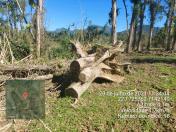 Força-tarefa no litoral identifica mais de 100 hectares de desmatamento ilegal - curitiba, 03/08/2021 - Foto: IAT