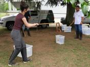 resgate de animais