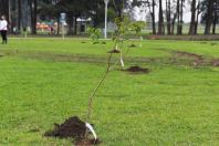 Plantio em SJP