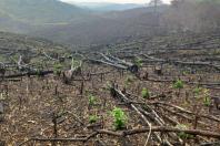 Mata Atlântica em Pé