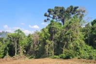 Mata Atlântica em Pé