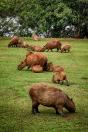 Edital seleciona empresas para revisão e atualização da lista de espécies ameaçadas em extinção no Paraná - Capivara