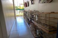 Apreensão de aves
