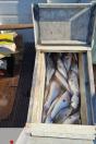 Pesca predatória