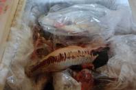 Pesca predatória