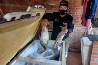 Pesca predatória