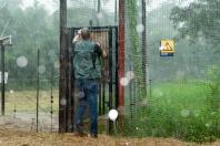 Onça parda recuperada ganha novo lar e segue em monitoramento no Oeste do Estado