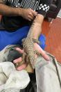 Polícia Militar do Paraná apreende animais silvestres em grande variedade de cobras
